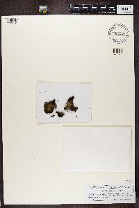 Lasallia pustulata image