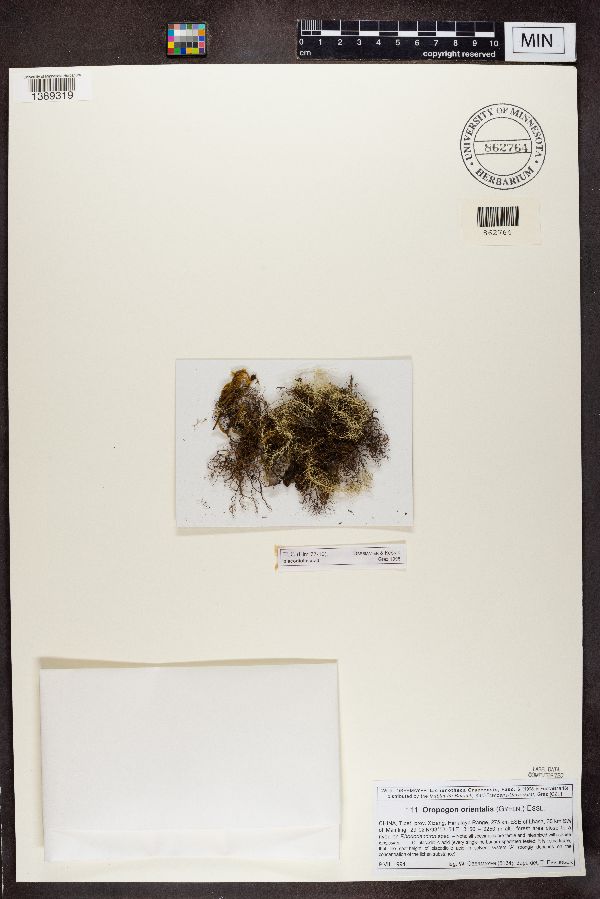 Oropogon orientalis image