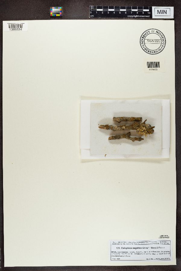 Caloplaca aegatica image