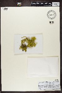Letharia vulpina image