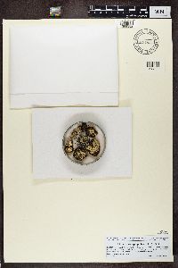 Lecanora geophila image