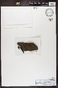 Acarospora pelioscypha image