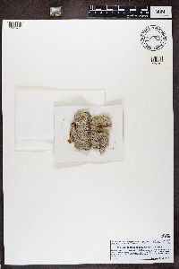 Acrocordia gemmata image