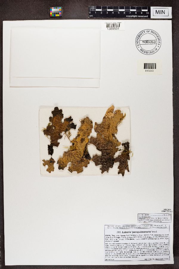 Lobaria parapulmonaria image