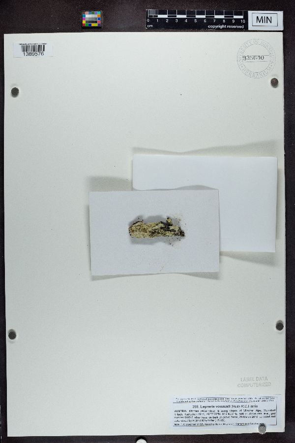 Lepraria vouauxii image