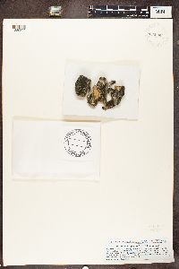 Rinodina pityrea image