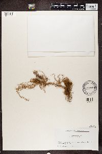 Usnea angulata image