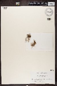 Image of Usnea bismolliuscula