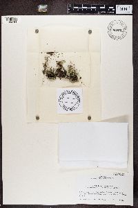 Cladonia vulcani image
