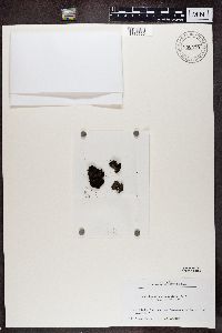Image of Lasallia sinorientalis