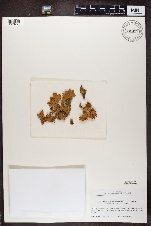 Lobaria spathulata image