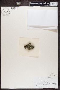 Cladonia cariosa image