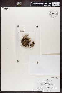 Cladonia vulcani image