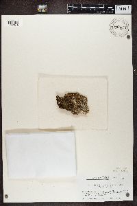 Lepraria finkii image