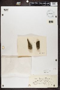Carbonea vitellinaria image
