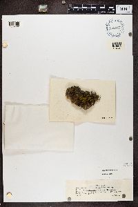 Lecidea aeneofusca image