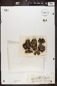 Hypogymnia obscurata image