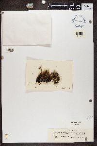 Cladonia bellidiflora image