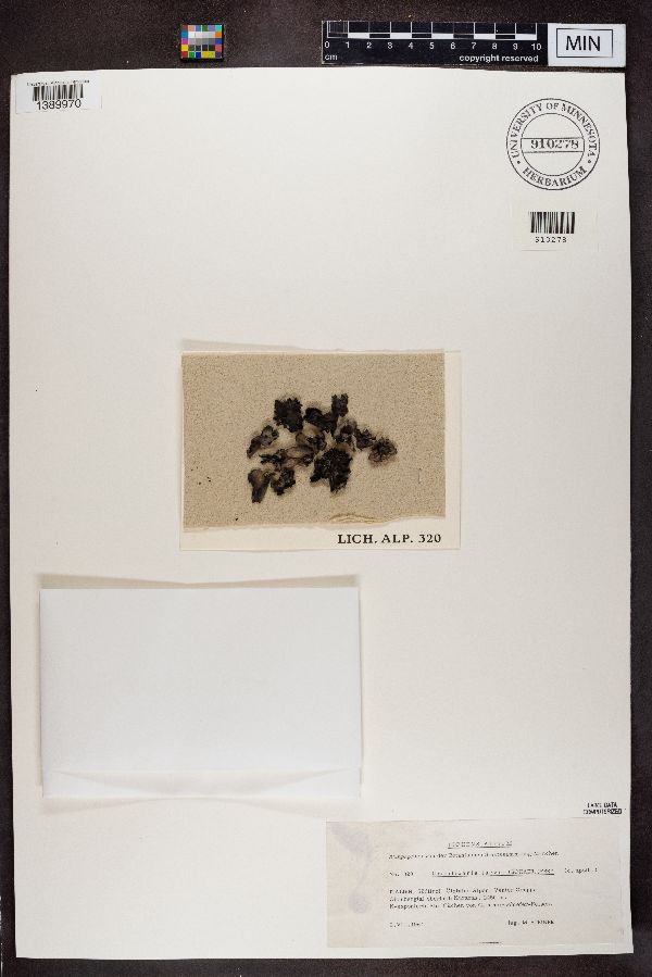 Umbilicaria laevis image