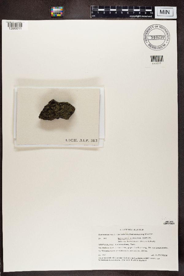 Lecanora subaurea image