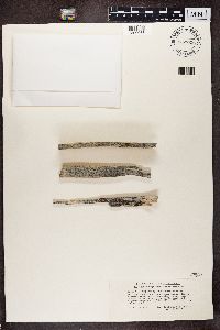Caloplaca spitsbergensis image