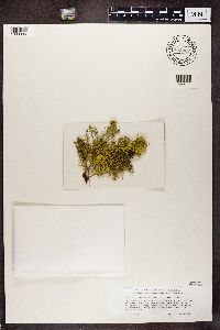 Letharia vulpina image