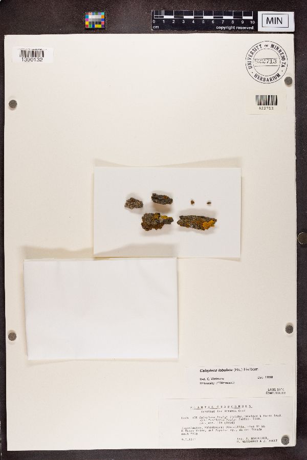 Caloplaca boulyi image