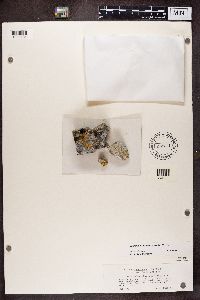 Leproplaca cirrochroa image