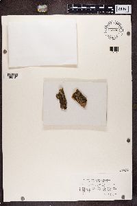 Caloplaca cerinelloides image