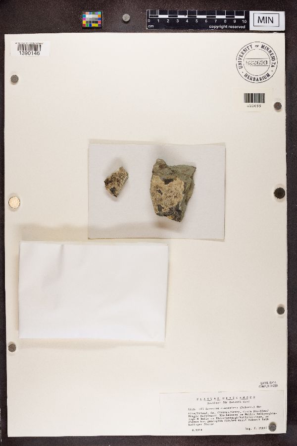 Lecanora campestris image