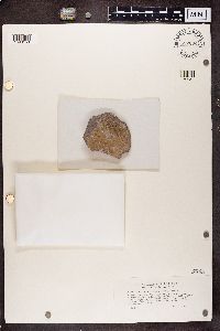 Cliostomum tenerum image