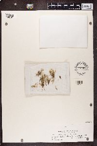 Cladonia squamosa image