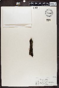 Koerberia biformis image