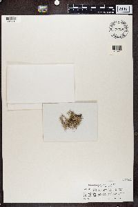 Lichenostigma maureri image