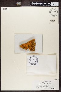 Image of Caloplaca cribrosa