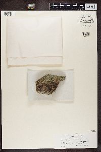 Kuettlingeria diphyodes image