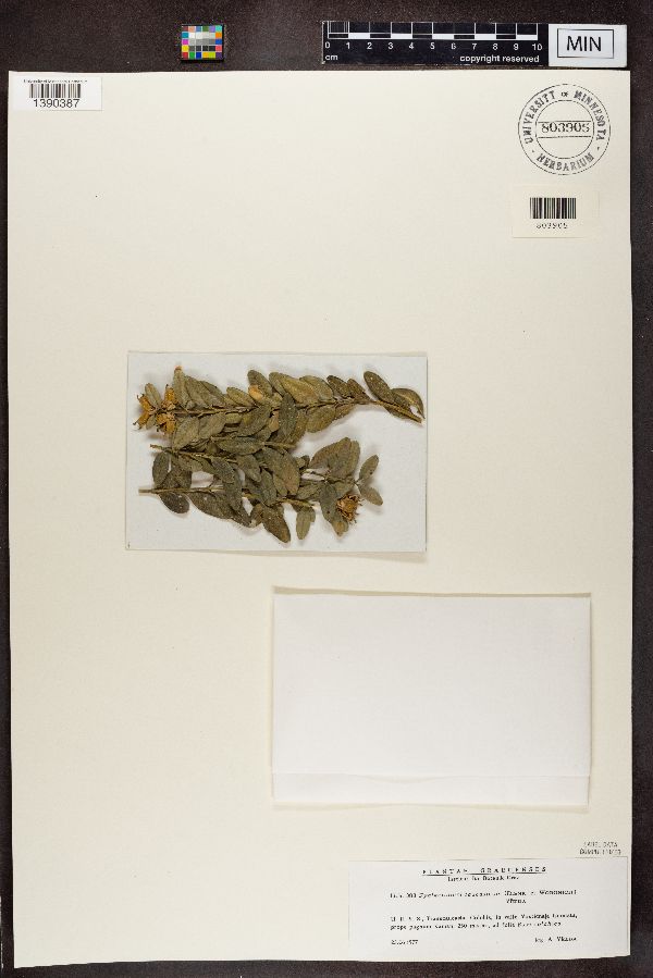 Gyalectidium caucasicum image