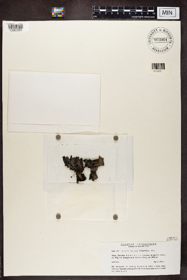 Lasallia sinensis image