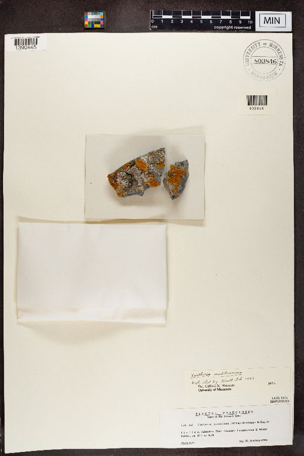 Xanthoria isidioidea image