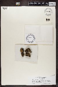 Cladonia strepsilis image