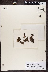 Dermatocarpon arnoldianum image