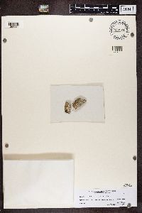 Circinaria calcarea image