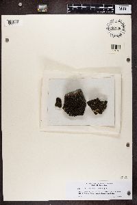 Protoparmelia badia image