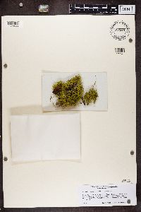 Letharia vulpina image