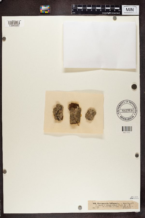 Lecanactis biformis image