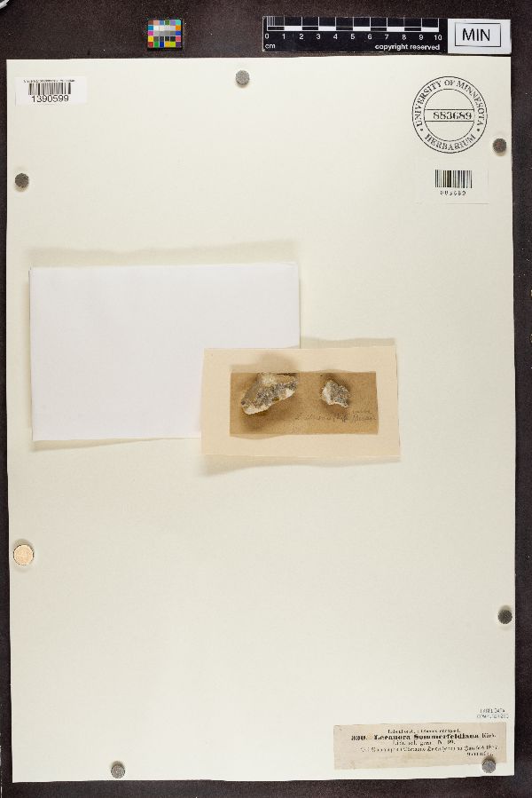 Lecanora sommerfeltiana image