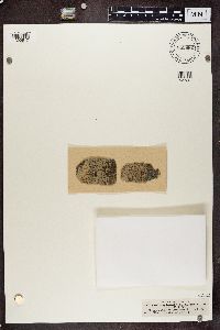 thumbnail image of current specimen