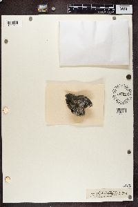 Image of Lithocia glaucina