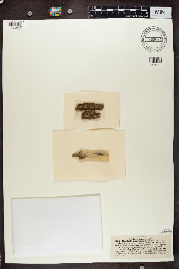 Bacidia coerulea image