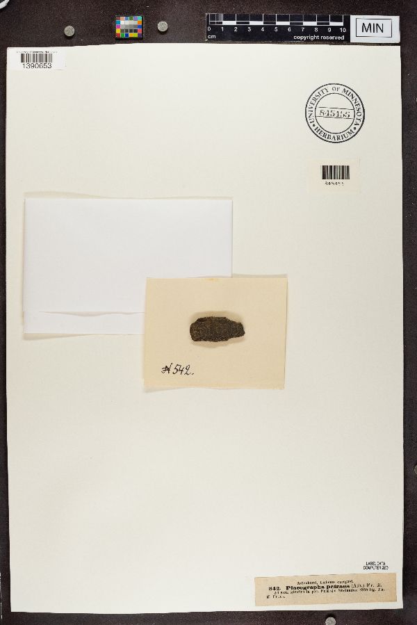 Lithographa tesserata image